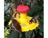 Songbird Essentials Butterfly Feeder/Nectar Combo.