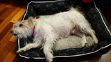 SUPER COZY Bed for Pets