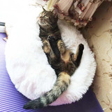 Round Plush Cat Bed