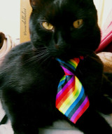 Rainbow Dog Tie