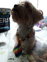 Rainbow Dog Tie