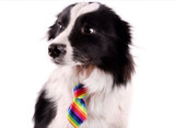 Rainbow Dog Tie