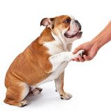 Dog Paw Cleaner Cup