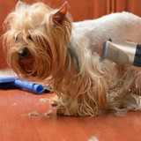 Dog Hair Clippers