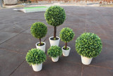 Home Decorative Bonsai artificial plants/fake flowers