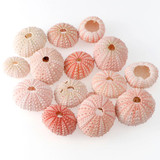 2/4/6Pcs 3.5-5 CM Natural Small Pink Sea Urchin Shell Natural Shell Conch Beach Wedding Decoration Coastal Home Decoration 2/4/6Pcs 3.5-5 CM Natural Small Pink Sea Urchin Shell Natural Shell Conch Beach Wedding Decoration Coastal Home Decoration