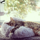 Ultra Soft Dog and Cat Cushion Bed
