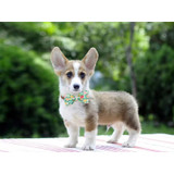 Pineapple Dog Collar w/ Detachable Bow