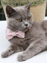Pretty In Pink Matching Leash & Collar