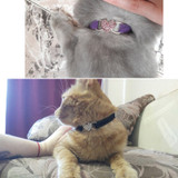 Heart Charm and Bell Cat Collar