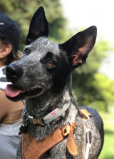 Personalized Dog Collar