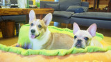 Hot Dog Bed