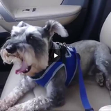 DOG SEAT BELT