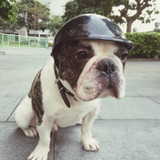Pet Helmet  Waterproof Riding Cap Protective Outdoor Activity Motorcycle Bike Dog Cat