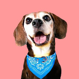 Stylish  Bandanna  Collar