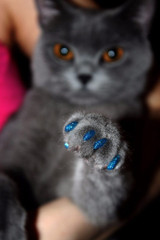 Soft Cats Nail Caps