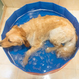 Hot Sale Outdoor/Indoor Pool Folding Dog Pool with Drain Plug
