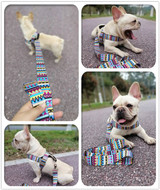 COLORFUL DOG NYLON LEASH