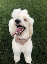 COUNTRYSIDE | LEASH & COLLAR & BOW TIE
