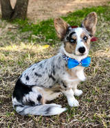 ALEXANDER | DOG COLLAR & BOW TIE