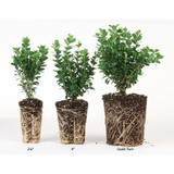 Arrowwood  Viburnum Bush Shrub dentatum  'Christom' BLUE MUFFIN® Quart Size