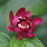 Sweetshrub - Calycathus Floridus - Carolina Allspice Starter Plant 18-24" Bare Root