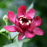 Sweetshrub - Calycathus Floridus - Carolina Allspice Starter Plant 18-24" Bare Root