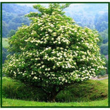 5 Elderberry tree - Sambucus - Bare Root  2-3 FT