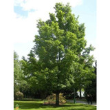 Silver Maple Tree 3-4 Ft Tall Bare Root