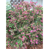 Loropetalum Ruby - Chinese Fringe Flower Shrub- Well Established Roots 1 Gal Potted Plants