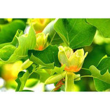 Tulip Poplar Tree - 3-4 ft  American tulip tree  Bare Root - Liriodendron Tulipifera