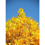 Tulip Poplar Tree - 3-4 ft  American tulip tree  Bare Root - Liriodendron Tulipifera