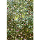 Pineapple Guava Fruit Tree Live Plant - Quart Size
