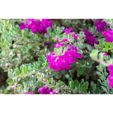 Texas Sage Tropical Plant Live Plant Quart Size