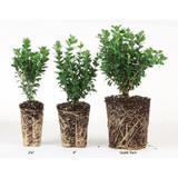 Little Honey’ Hydrangea - Oakleaf  Hydrangea quercifolia  'Little Honey'  4" POT