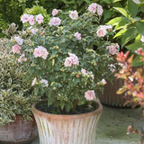 SUGAR TIP® Rose of Sharon  Hibiscus syriacus Quart Size