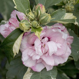 SUGAR TIP® Rose of Sharon  Hibiscus syriacus Quart Size