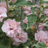 SUGAR TIP® Rose of Sharon  Hibiscus syriacus Quart Size