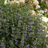 Beyond Midnight Caryopteris x clandonensis Starter Plant Quart Size Plant