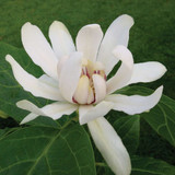 Sweetshrub Calycanthus x 'Venus' 4" Pot Starter Plant