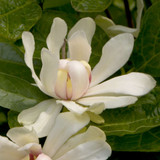 Sweetshrub Calycanthus x 'Venus' 4" Pot Starter Plant