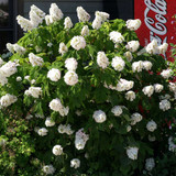 GATSBY PINK® Hydrangea Large Pink Flowers  Oakleaf  Hydrangea quercifolia