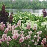 GATSBY PINK® Hydrangea Large Pink Flowers  Oakleaf  Hydrangea quercifolia