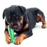 DOG DENTAL CARE TOOTHBRUSH