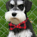 Dog Collar in Tartan Plaid Pattern with Detachable Bow