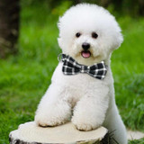 Dog Collar in Tartan Plaid Pattern with Detachable Bow
