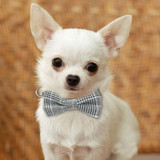 Dog Collar in Tartan Plaid Pattern with Detachable Bow