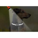 Personalized Dog Collar for Medium and Large Dogs
