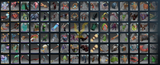 Archon I | MMR: 2430 - Behavior: 9820