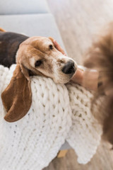 Sasquatch - The Original Chunky Knit Blanket